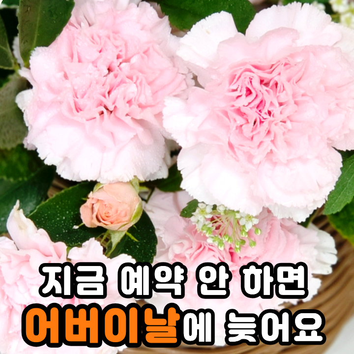  카네이션 꽃바구니 어버이날 꽃배달 선물 안전한 빌프랑에서