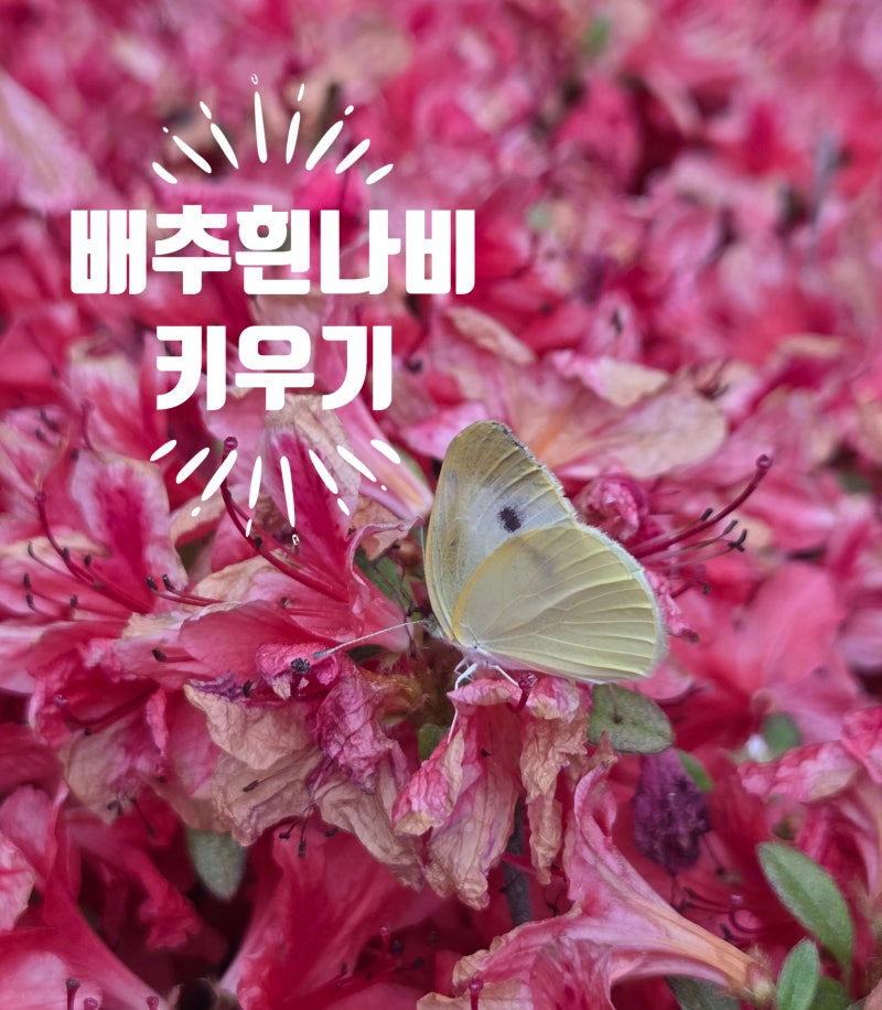 아이와 함께 배추흰나비 키우기,애벌레부터 나비까지관찰일지