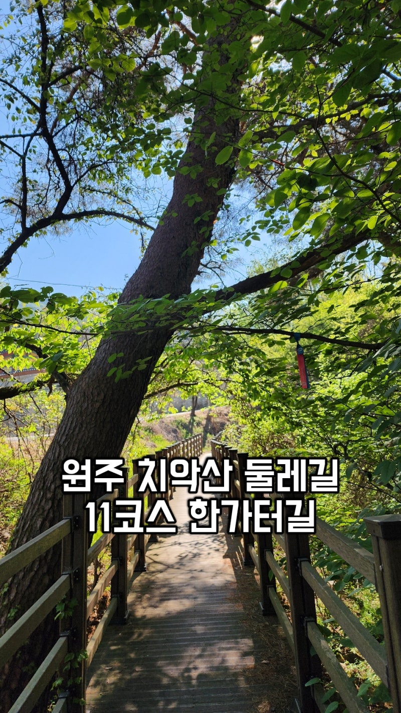 원주 치악산둘레길 11코스 한가터길 수십만그루의 잣나무가있는 명품 숲