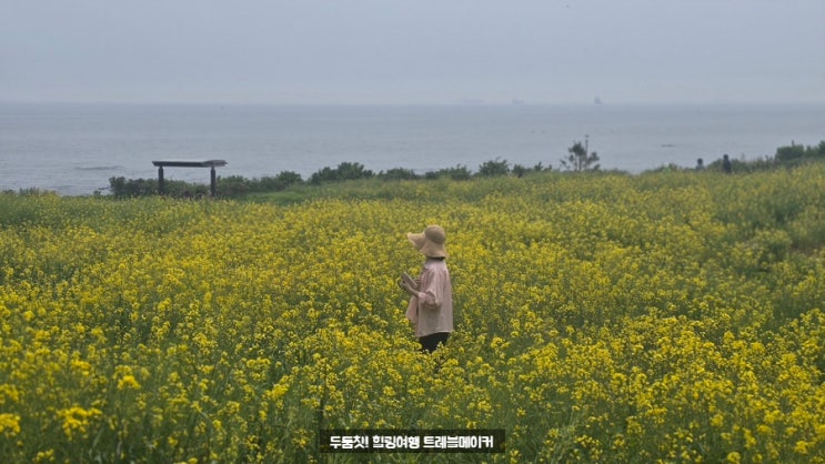  울산 슬도 유채꽃 대왕암 산책 코스 5월 꽃구경