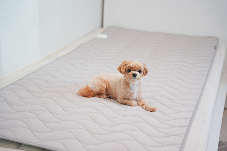  고양이 강아지 전기장판 적정온도 저온화상 대처법