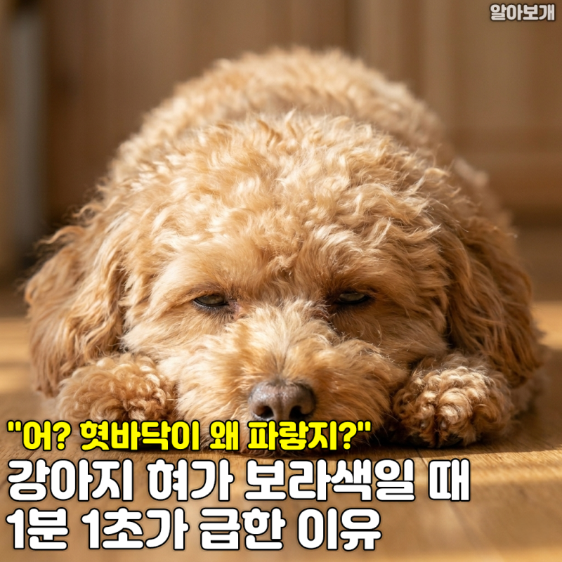 "어? 혓바닥이 왜 파랗지?" 강아지 혀가 보라색일 때 1분 1초가 급한 이유