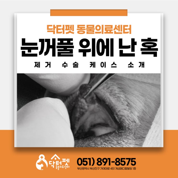  7살 코카스파니엘 강아지 눈 혹 제거 안검 종양 수술 부산 외과 동물병원