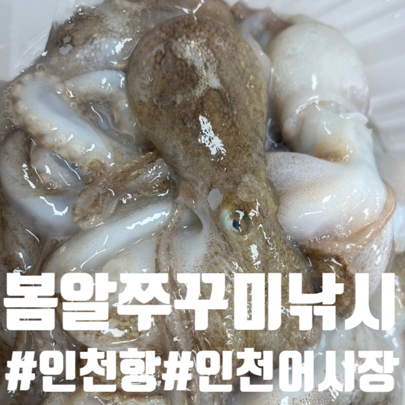 [인천] 봄철 알쭈꾸미 낚시! 인천 남항부두 배낚시 & 인천종합어시장 방문 후기