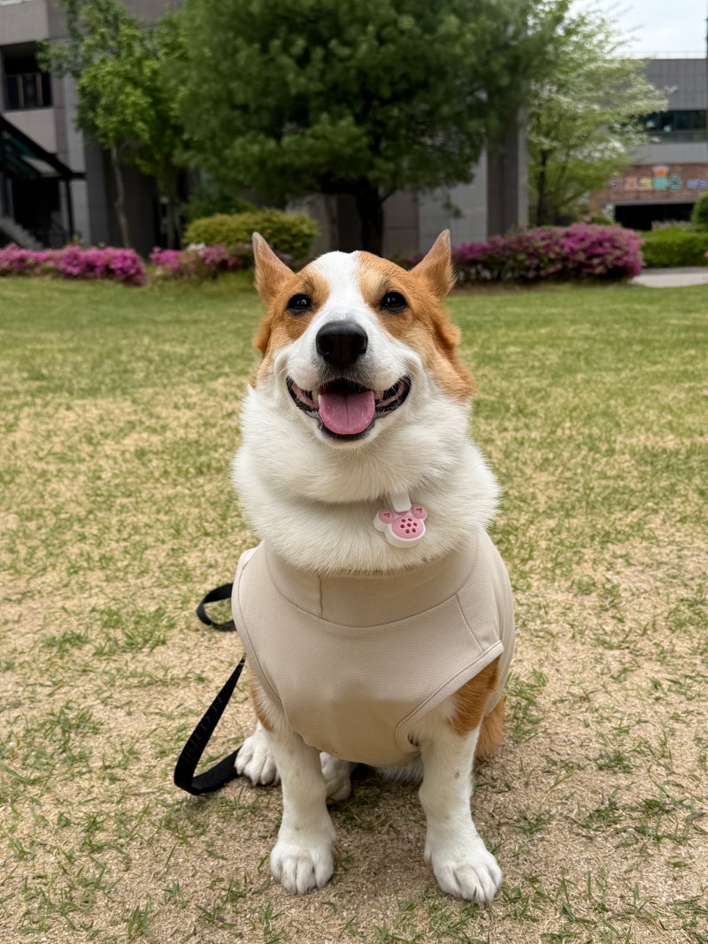 강아지 산책 필수템 진드기 예방에 꼭 사야 해요