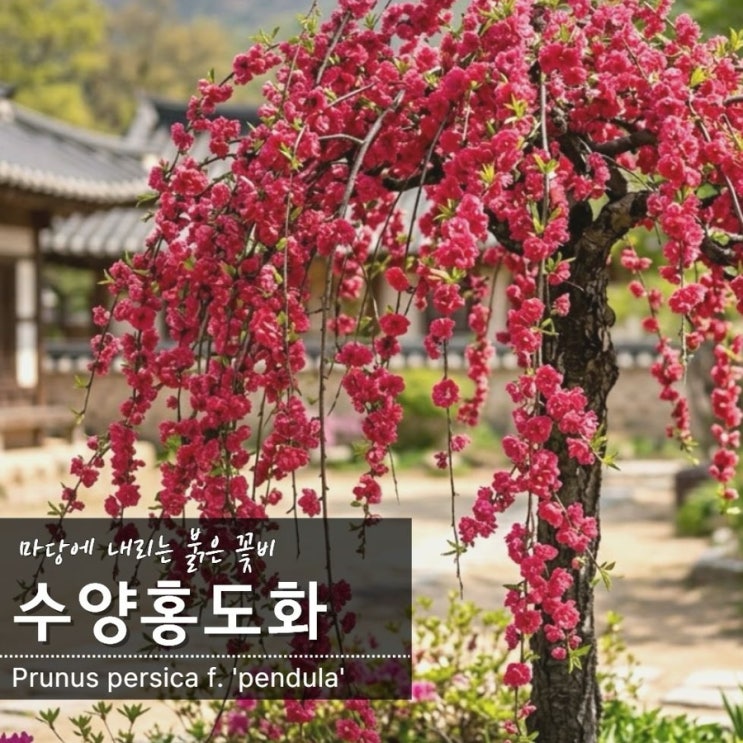  수양홍도화 묘목 특징 (능수홍도화)