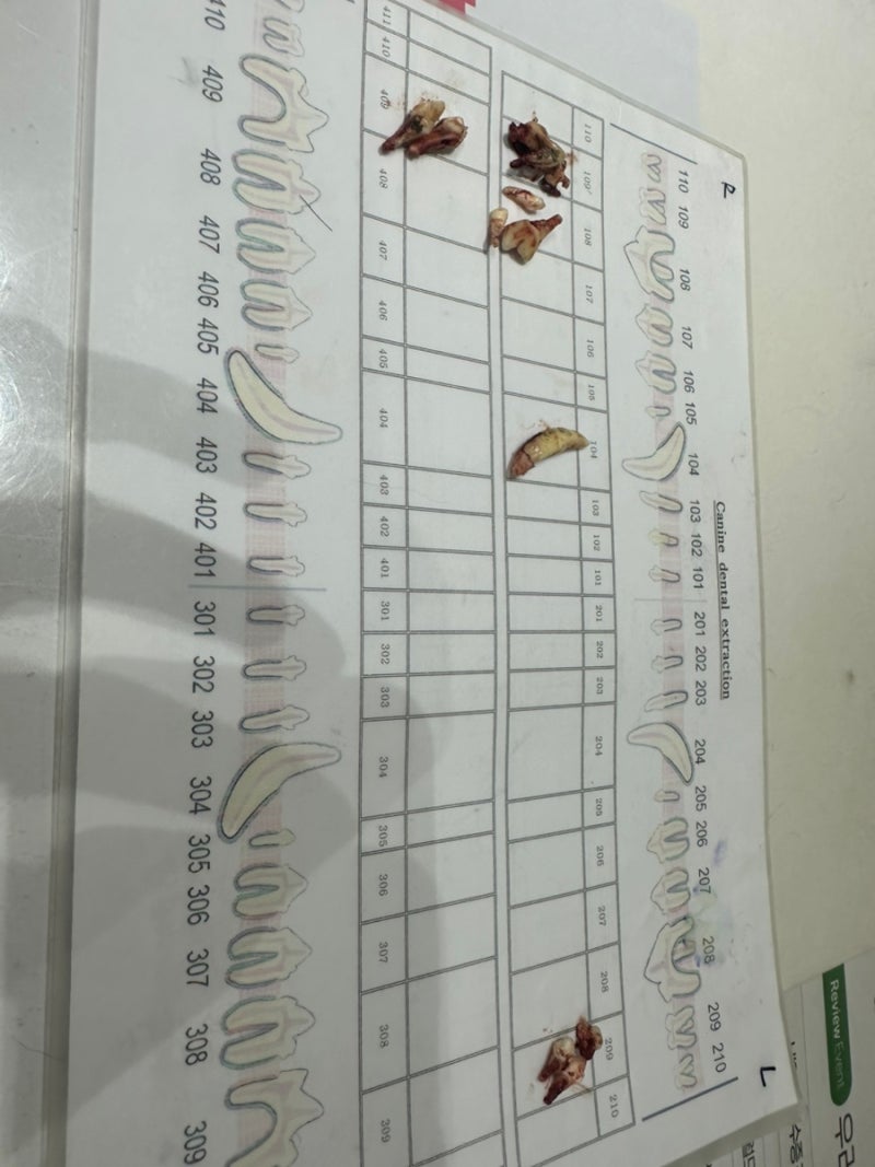 강아지 발치 보험금 후기 (마이브라운 라이브청구, 치주염 보장 실제 사례) 내돈내산