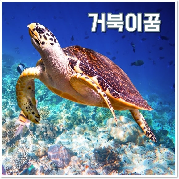 거북이꿈 해몽 황금거북이꿈 큰거북이꿈 풀이 대박 길몽이야