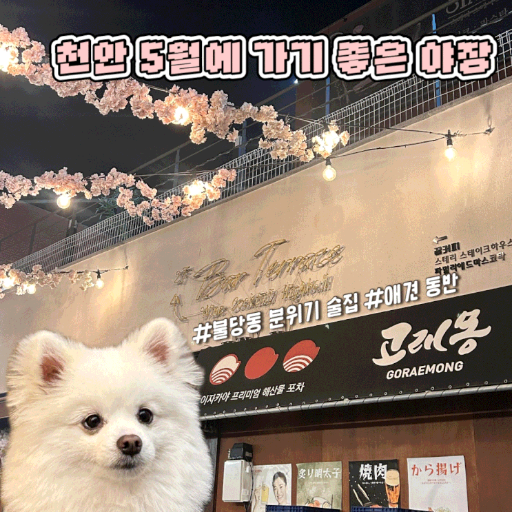 천안 불당 골목 웨이팅 애견 동반 야장 포차 이자카야 고래몽