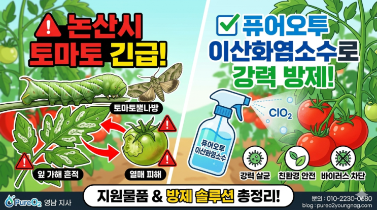 논산시 토마토 농가 주목! 토마토뿔나방 피해 예방과 효과적인 방제 솔루션 
