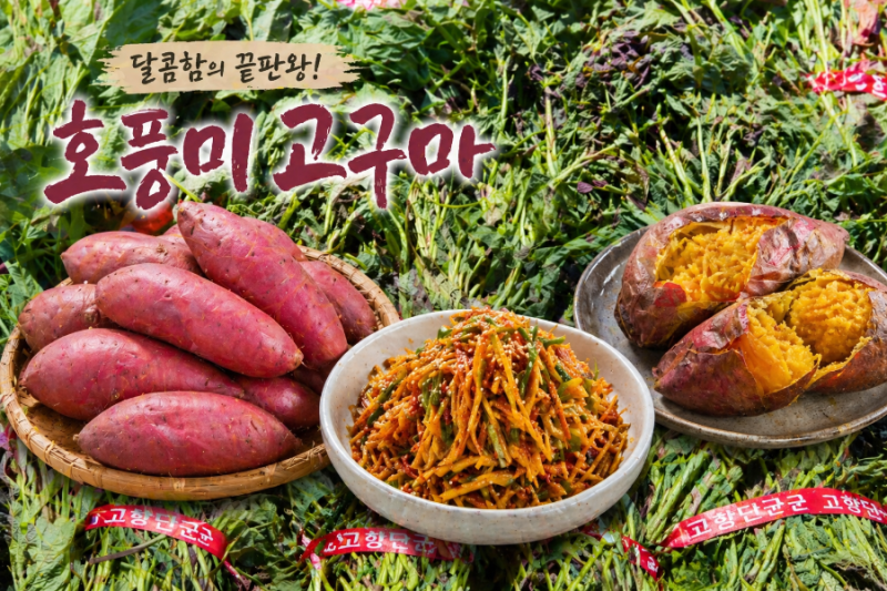 “꿀처럼 달다! 호풍미 호박고구마 재배부터 맛있게 먹는 법까지 총정리”