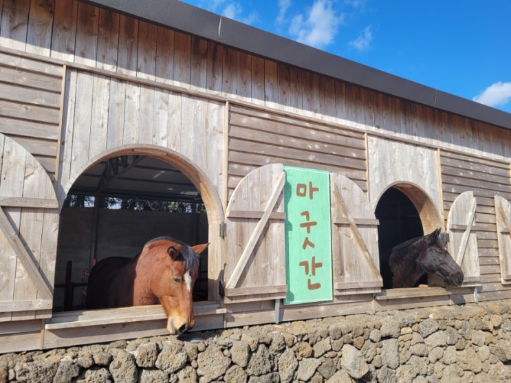  [서귀포 이색 체험 카페] 조랑말과 교감하는 제주 목장 카페 추천, 밭디 아이스크림 라떼 찐후기