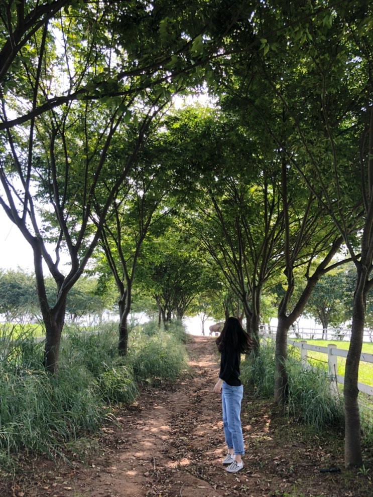  5월 연휴 아이와 가기 좋은 곳, 아그로랜드 태신목장 청보리밭과 캠핑장까지