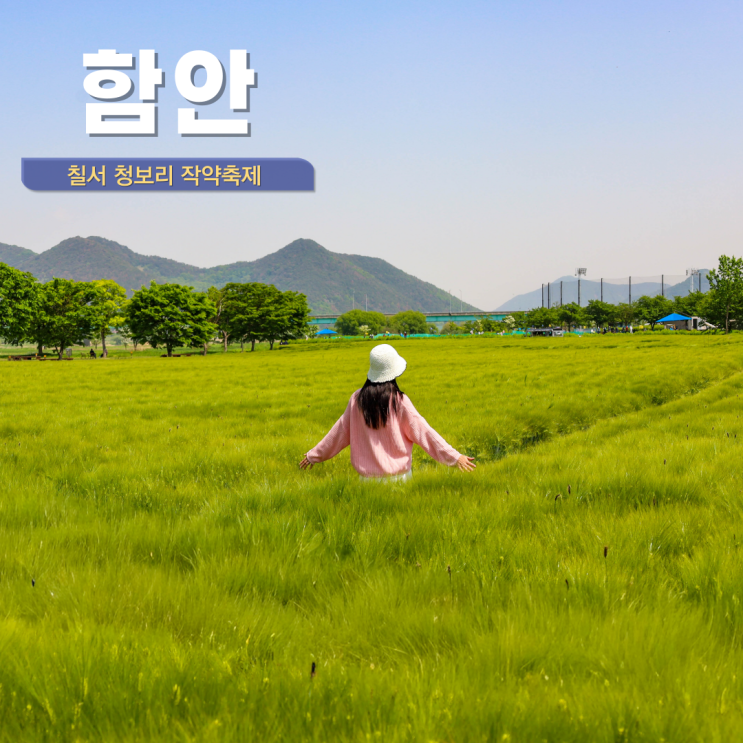  경남 5월 가볼만한 곳 함안 청보리밭 칠서 청보리작약 축제 강나루생태공원 실시간 개화 자전거