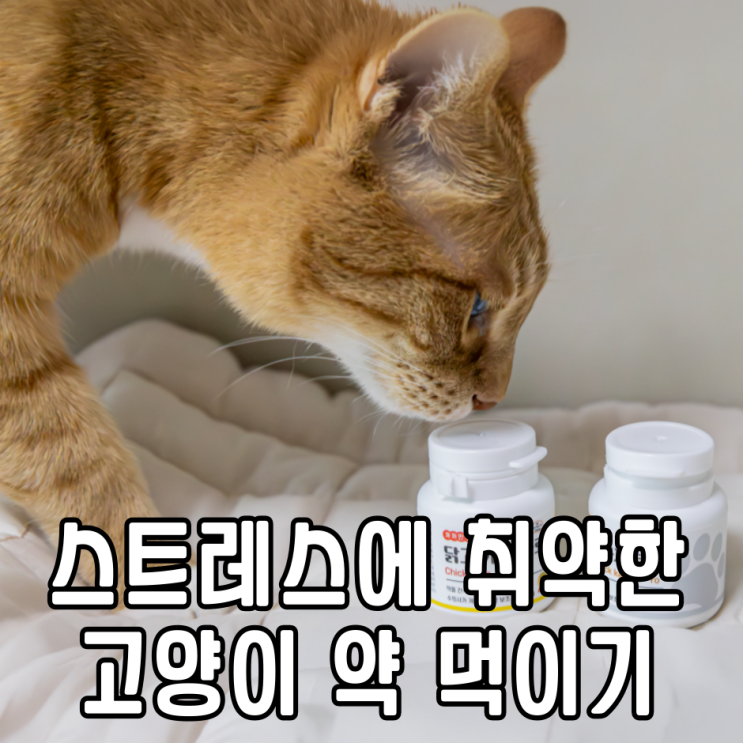  스트레스에 취약한 고양이 약 먹이는 방법 까까만주 보조제로 가루약 먹이기