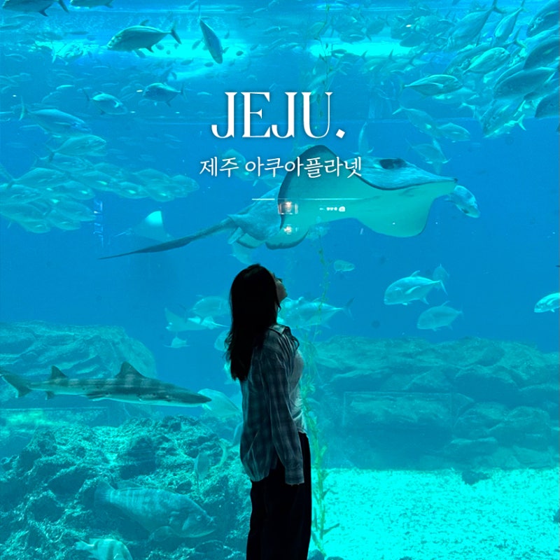 제주 여행 놀러가기 좋은 아쿠아리움 관광지 제주 아쿠아플라넷 네이버 할인