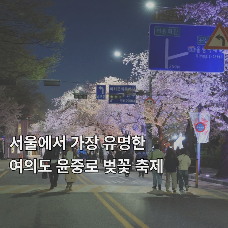  [여의도] 서울에서 가장 유명한 윤중로 벚꽃 축제