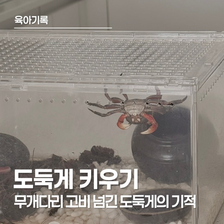  도둑게 키우기 선물 받은 '로로'의 탈피 성공! 도둑게 수명 늘리는 법