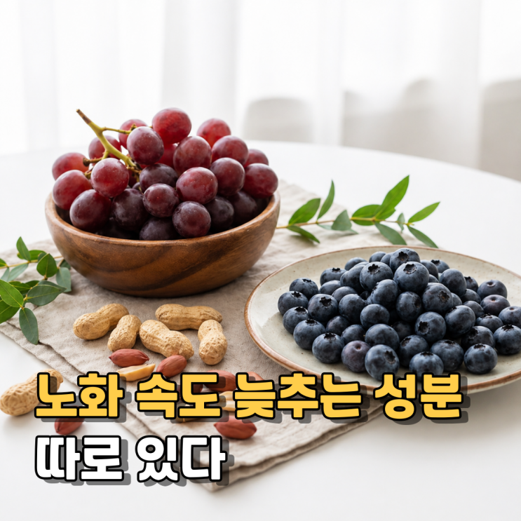  레스베라트롤 효능 부작용 섭취방법 총정리 ㅣ 조합 NMN 차이까지 한눈에