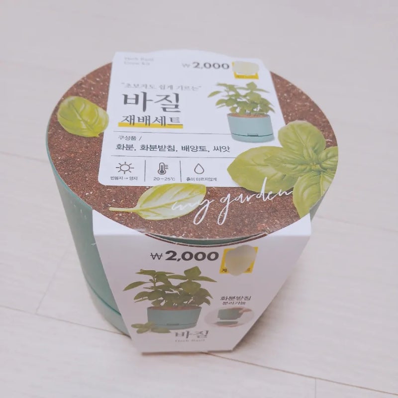 다이소 바질 키우기 재배 세트 초보자 추천