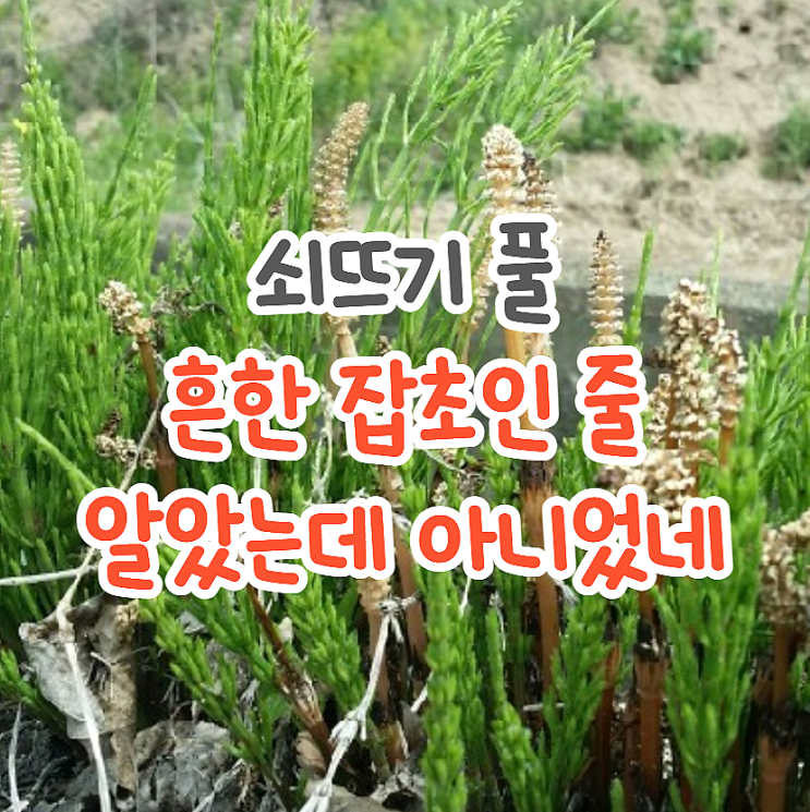  쇠뜨기 풀 효능 먹는법(신장에 좋을 수도 나쁠수도)