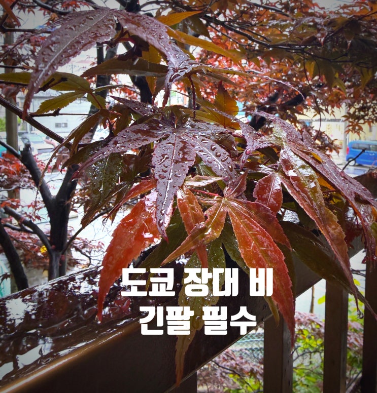  도쿄 5월 날씨 실화…? 빗소리에 잠 깼다 (긴팔 필수)