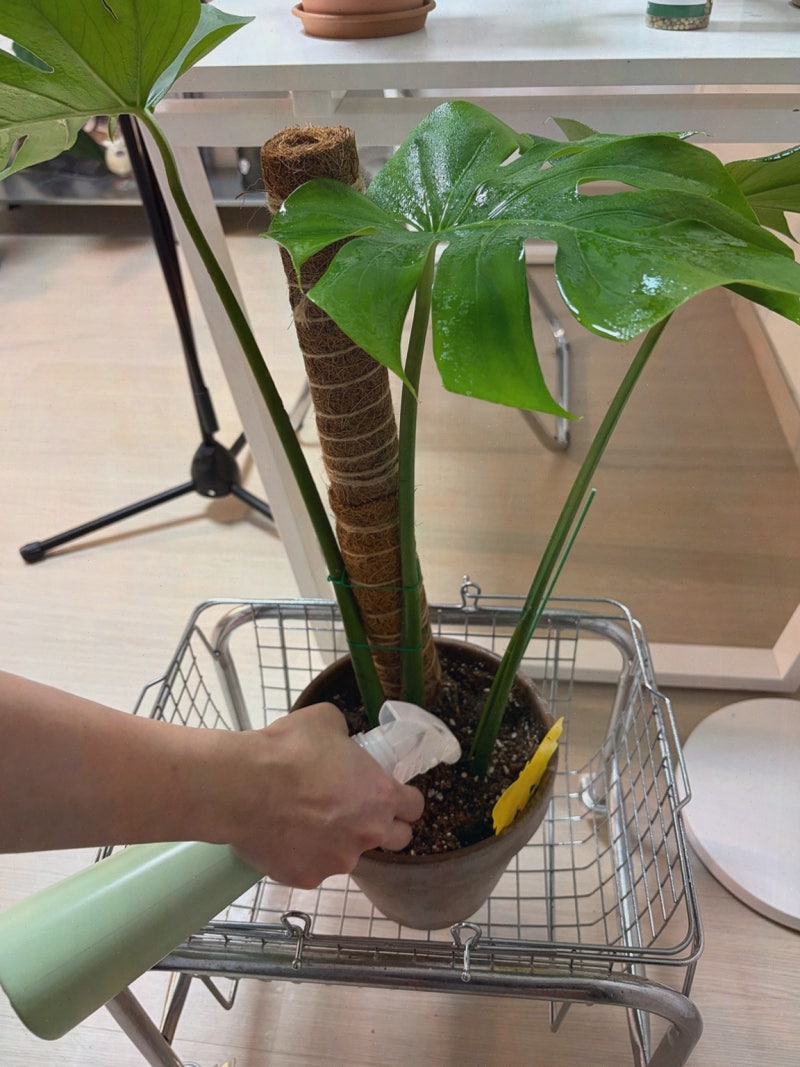 [토양살충제 뿌리파리·톡토기 해결 방법] 추천, 자재1번가의 토탈싹 효과