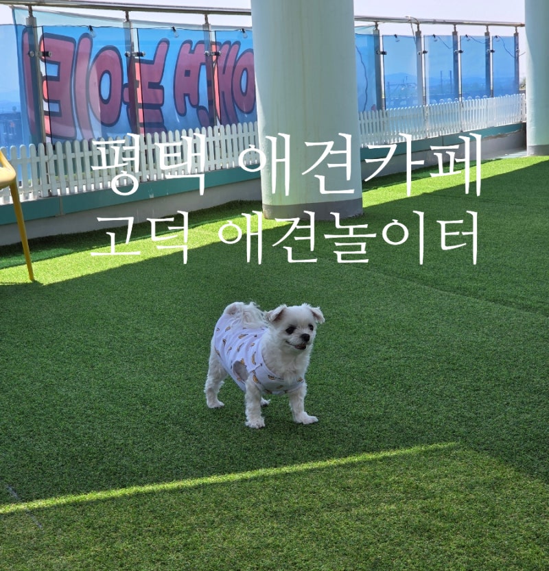 고덕 애견놀이터