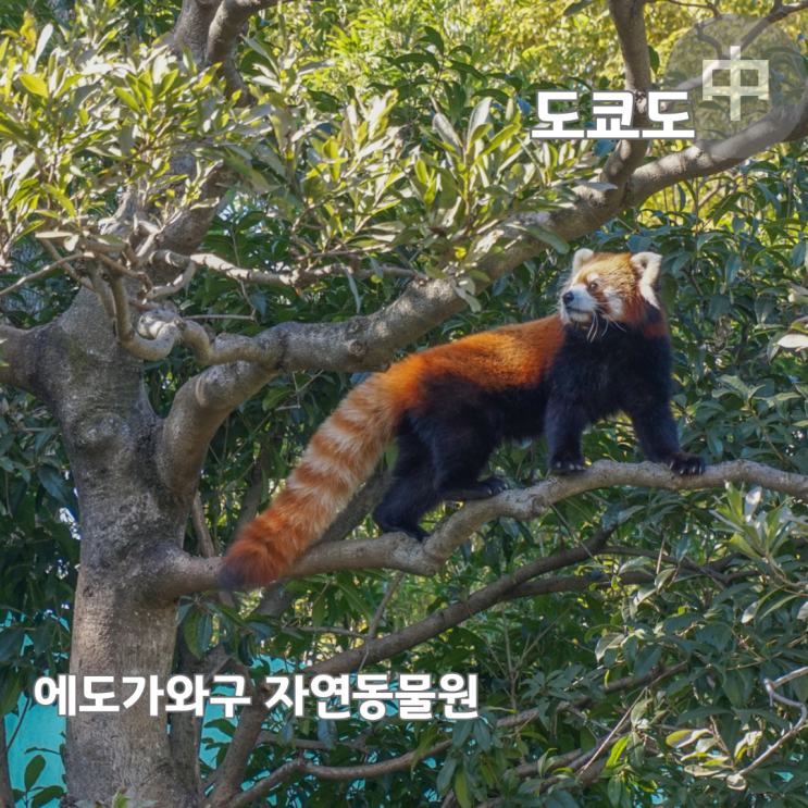  도쿄 여행 입장료 무료 교센공원 에도가와구 자연동물원