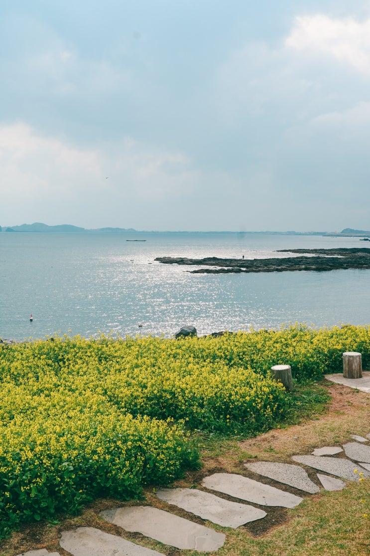  유채꽃 가득한 전망 좋은 해변 대형 카페 제주 카페루시아 본점 방문