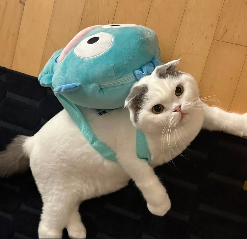안재현 고양이 안주 스코티쉬폴드 수명 얼마나 될까?