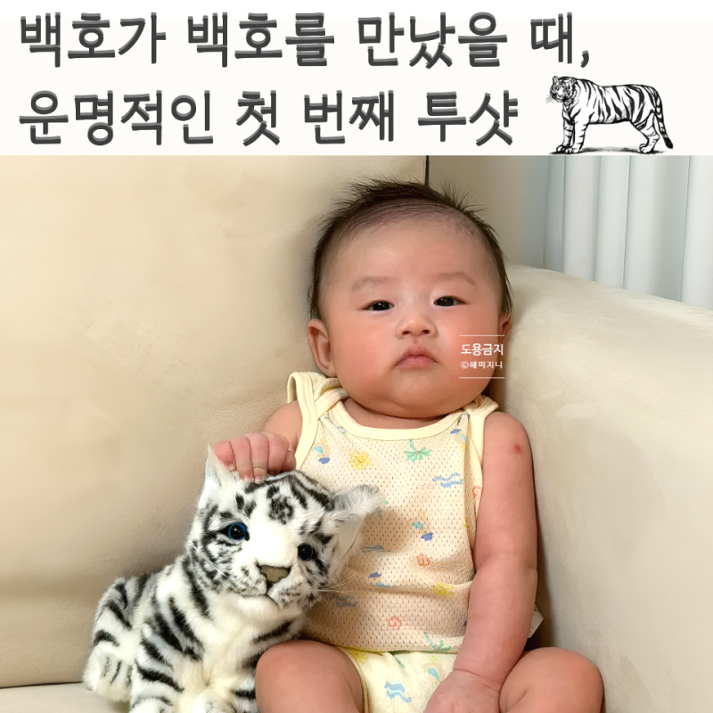 한사토이 백호랑이 인형, 우리 백호의 특별한 조리원 선물 후기