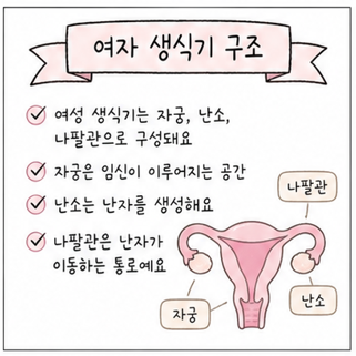 자궁벽 두께 여자 생식구 구조 알아봐요