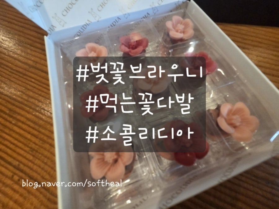 쇼콜리디아 사진 1