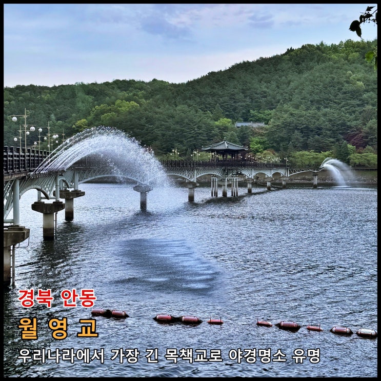  [안동] 우리나라에서 가장 긴 목책교로 야경명소 유명한 '월영교'