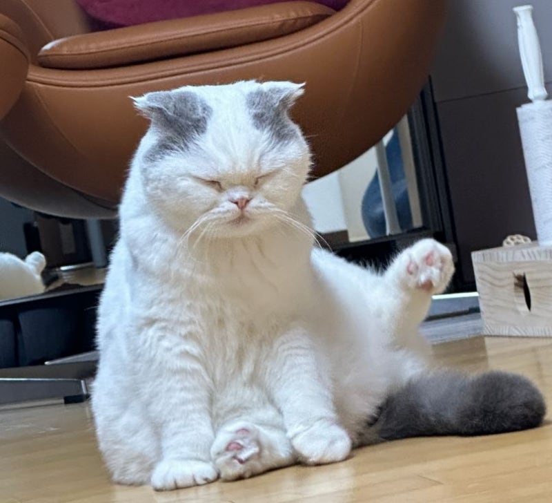 나혼자산다 안재현 고양이 안주 묘종 스코티쉬 폴드 특징과 주의점