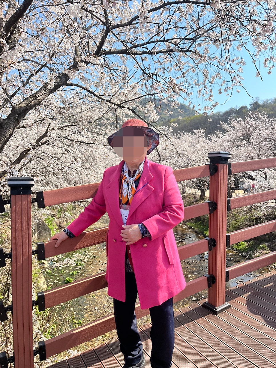귀여리벚꽃길 사진 2