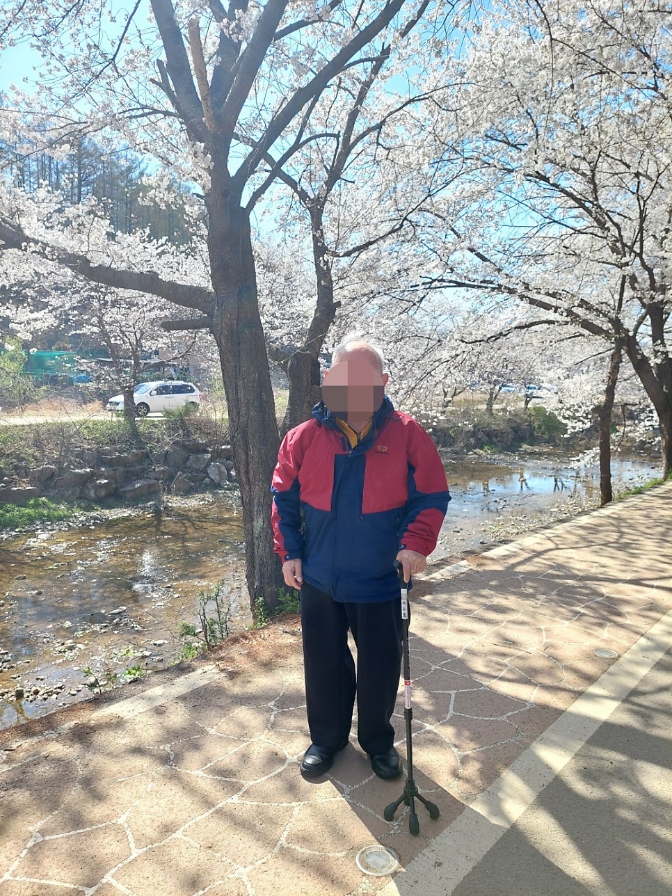 귀여리벚꽃길 사진 5