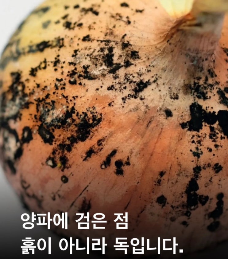  양파에 검은 점, 흙이 아니라 독입니다.