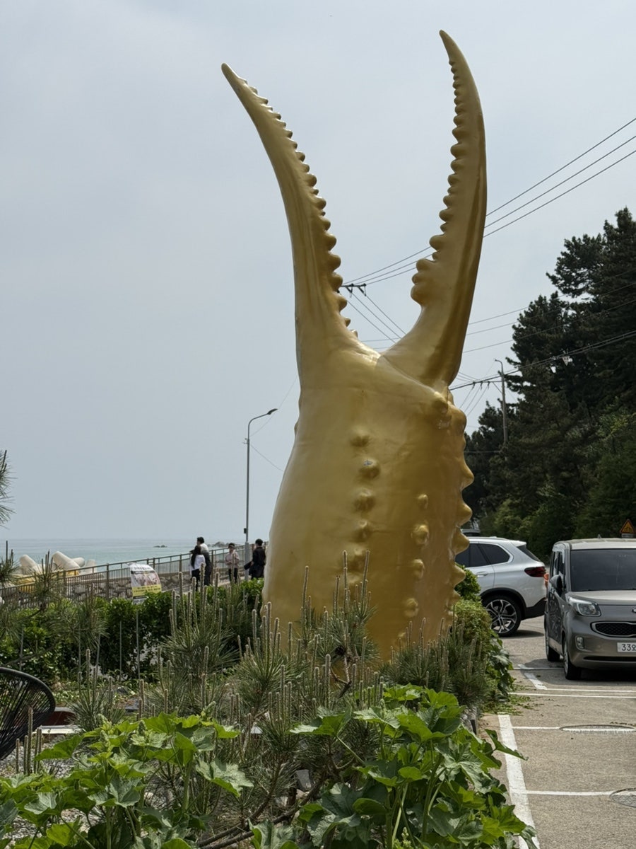 기분좋은날대게회 사진 2
