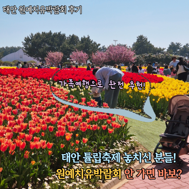  태안 원예치유박람회 후기 자녀랑 가족여행 추천! 꽃+곤충체험 대량사진 가능한 곳(주차 티켓가격 포토존 튤립)
