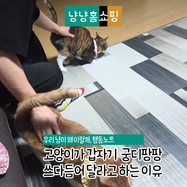  고양이가 갑자기 쓰다듬어 달라고 하는 이유 다른 고양이를 보고 배웁니다
