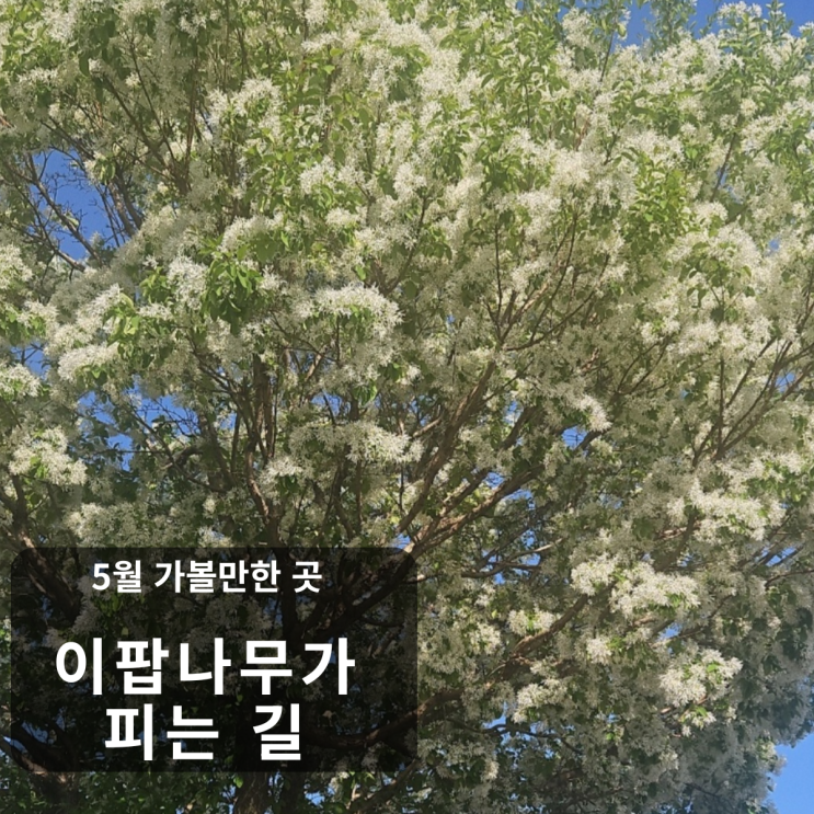  5월 가볼만한 곳 경기도 광주 이팝나무가 피는 길과 퇴촌 토마토 축제 일정