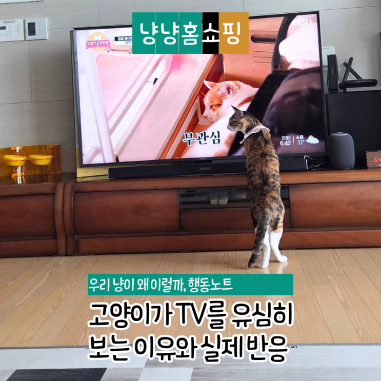  고양이가 TV를 유심히 보는 이유 실제 반응 보며 이해하기
