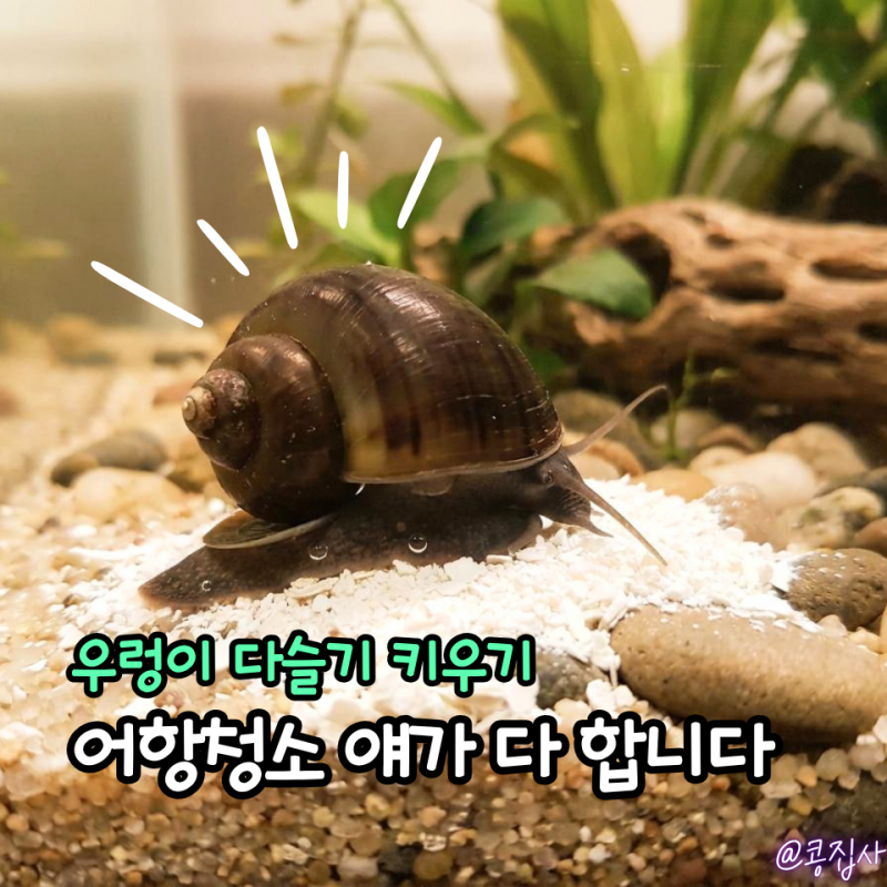 어항의 천연 청소부, 우렁이 다슬기 키우기 완벽 가이드