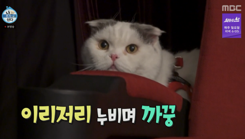 나혼자산다 안재현 고양이 | 안주 정기검진 | 셀프사진관 가족사진 촬영