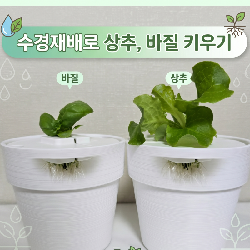 베란다 텃밭 추천! 흙 없이 깔끔한 꽃담이 상추수경재배 & 바질키우기 세트 (플랜트박스)
