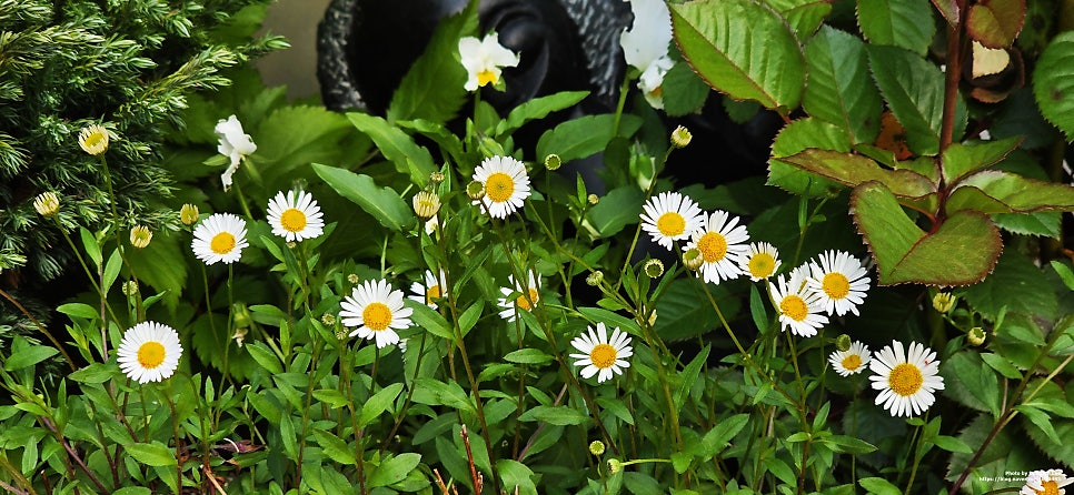 Nadaum photo 6