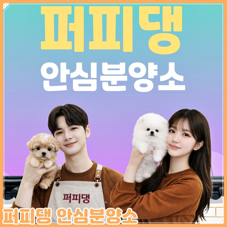 <b>공주</b><b>노르웨이</b>숲분양 대형묘 선택 기준을 다시 세운 후기