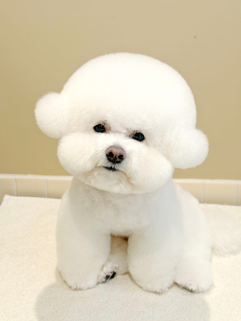사진 5